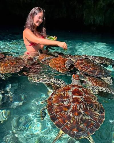 Swimming With Turtles